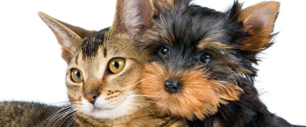 Pets & Assistance Animal Info